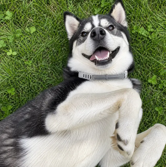 Verified Dog Owner